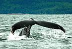 Excursions aux baleines